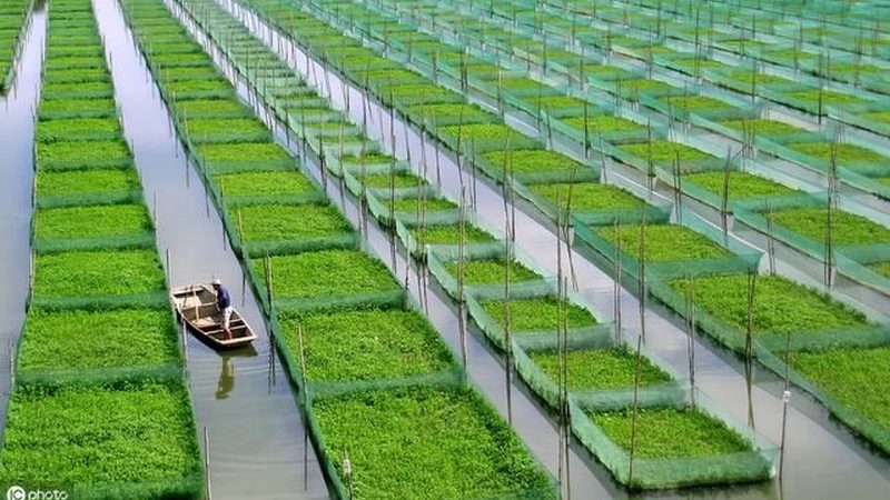 茶叶绿色食品认证流程详解