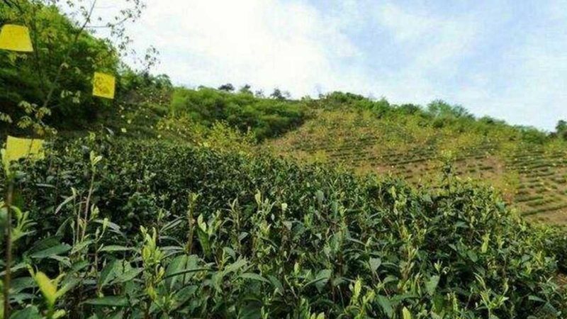 农产品批发价格查询网站：如何精准把握市场脉搏