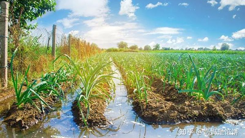 阳台水果苗，如何挑选性价比之选？**