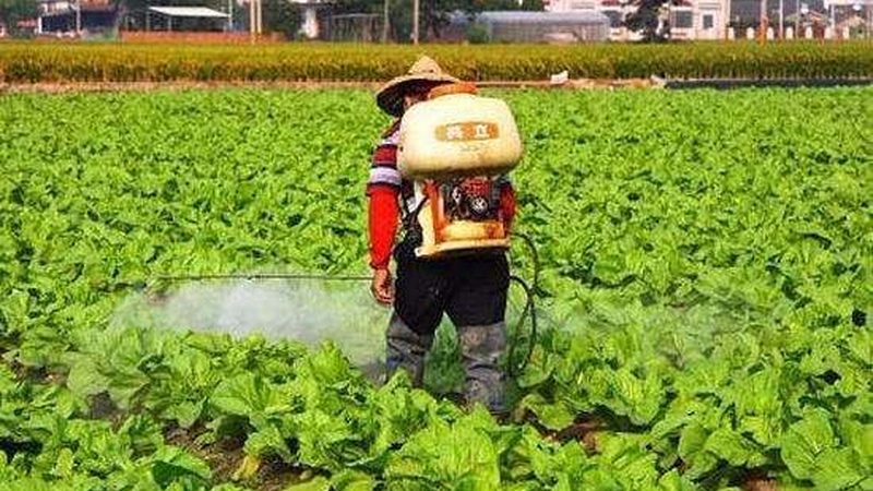 无公害食品认证，从田间到餐桌的绿色守护